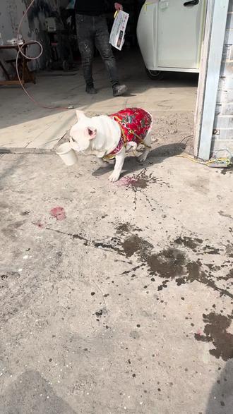 “解锁🔓新技能”#法猪猪煤气罐