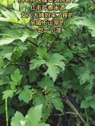 #红毛芹 #蔬菜 #野菜 #植物科普 #种植 这棵草太神奇了,专治头昏眼花,可根治,比进大医院强多了, 医院永远不会告诉你的方子,红毛芹煮米酒,女人大姨妈来了疼的,亲戚不正常的,一吃一个准