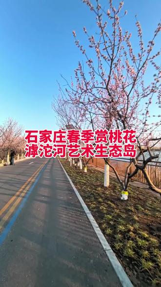 河心岛一公里长的桃花大道#桃花朵朵开 #赏花 #赏花来这里 #滹沱河艺术生态岛 #石家庄游玩推荐