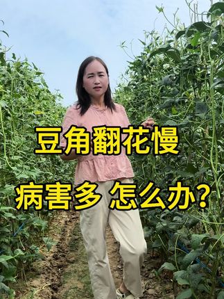 怎么样让豆角翻花更快呢? #促花芽分化 #农业种植小知识 #豆角种植技术分享 #病害防治技术