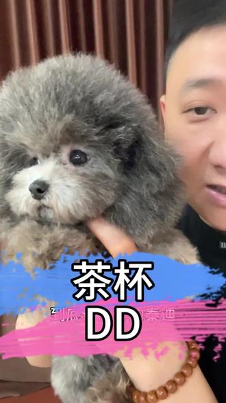 高颜值茶杯红泰迪DD#茶杯犬 #茶杯泰迪 #茶杯灰泰迪 #小体灰泰迪 #泰迪