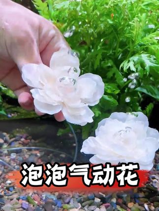 鱼缸里放上两朵会吐泡泡的小花,真的太漂亮了,而且还能给鱼缸增氧,一举两得#养鱼日记 #鱼缸装饰 #鱼缸增氧 #鱼缸里的大自然