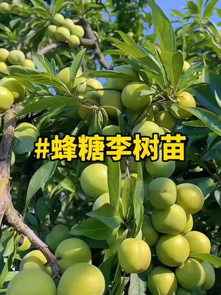 蜂糖李口感香甜如蜜脆甜爽口,产量高好管理,离核品种,南北方都能种,基地现挖现发,现在正是种植的季节。#蜂糖李苗 #三农种植 #农业种植 #三农 #果树种植