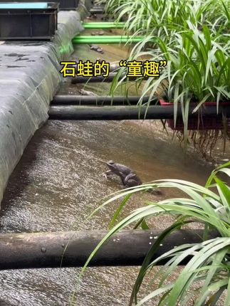 贪玩的石蛙#神奇动物在抖音 #石蛙#日常分享