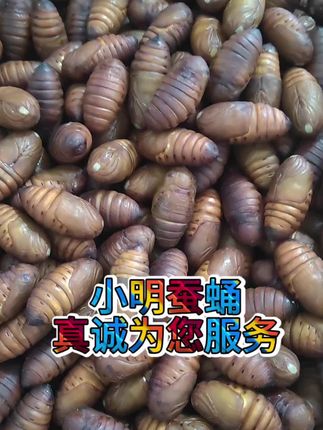 全国发货 小明蚕蛹