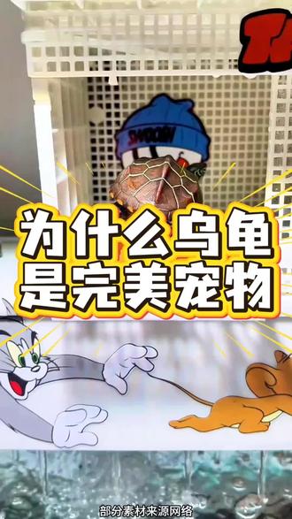为什么乌龟是完美宠物#乌龟 #知识科普 #养龟日常
