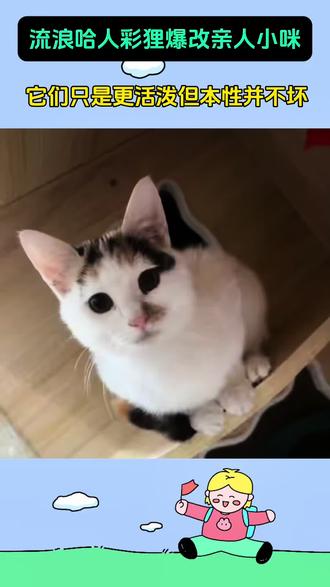 彩狸小猫当然配拥有稳稳的幸福啊#宝贝年味计划 #万物可爱计划 #撸猫第一视角 #我在抖音聊萌宠 #彩狸