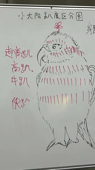 希望通过这个小图画,让大家更方便的了解小鹦鹉的趴度问题,方便大家选则喜欢的小鹦鹉#小太阳鹦鹉