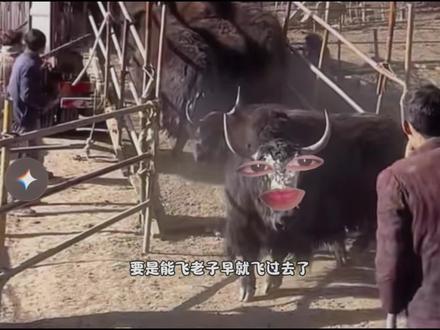 耗牛:前面堵牛了,你盐津虾吗? #搞笑视频#看一遍笑一遍#搞笑配音