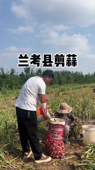 这边还有几十亩,谁想剪蒜,明天早上送过孩子上学,咱们一起去哈😅#现挖新鲜大蒜 #我的乡村生活