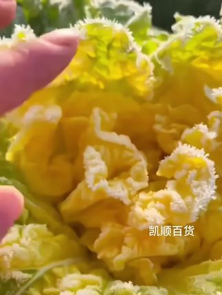 #黄心大白菜 #蔬菜种植 #阳台小院均可种植