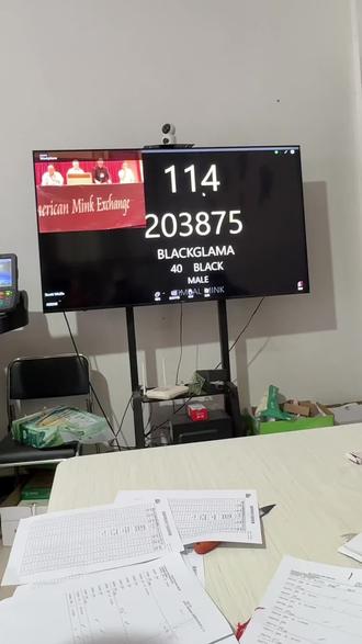 宝嘉美拍卖会 2026年美国宝嘉美拍卖会开始了,今年宝嘉美本黑貂皮,连公带母,微残金牌银牌种貂都算在一起才30多万张貂皮,所以市面上真正金牌宝嘉美很少的,大家谨慎选择#宝嘉美 #宝嘉美拍卖会 #美国拍卖会 #貂皮