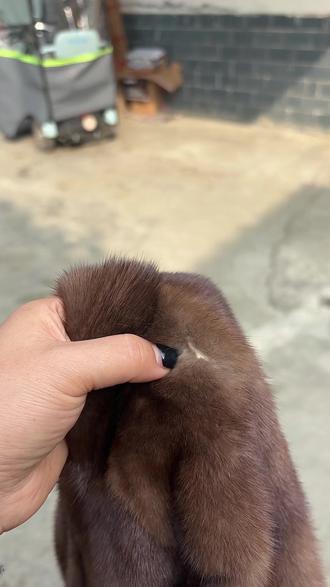 貂皮衣服起虫了怎么办