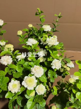 #养花小知识 想要养好茉莉花。可以试试这个#茉莉花营养液 #茉莉花 #种植小技巧 #养护小知识