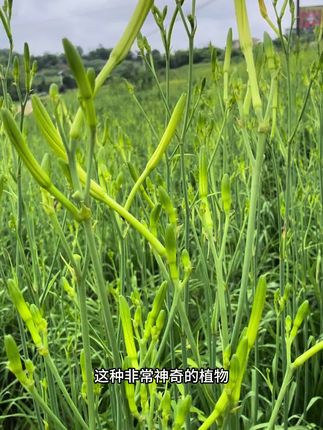 #多年生#食用金针黄花菜#种苗