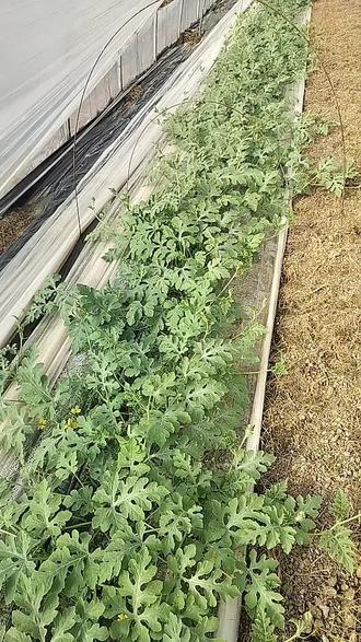 找不到人干活了,瓜秧子都长疯了,有愿意干活的吗?