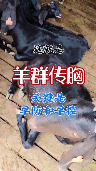 这才是羊群传胸,养羊人都来了解 这就是羊群传胸,关键是早防早控#人间观察计划 #闪光职人 #羊传染性胸膜肺炎 #羊烂肺病 #羊传胸