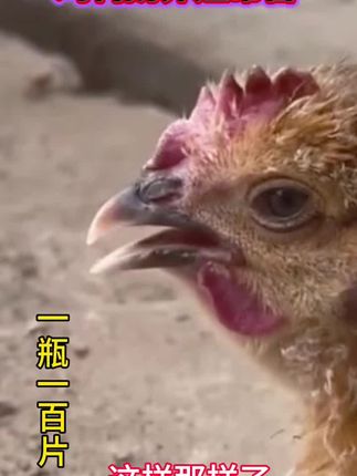 #养鸡#鸡鸭鹅养殖#三农#农村散养土鸡
