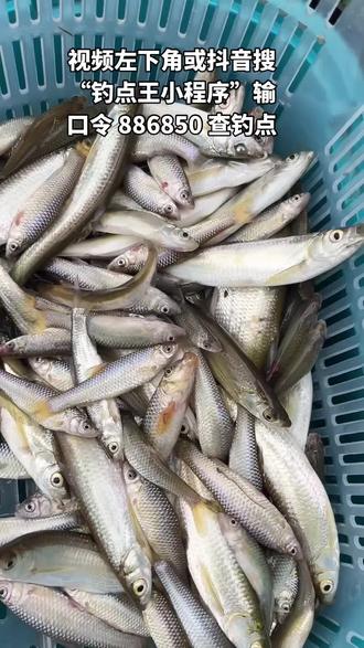 视频左下角或抖音搜“钓点王小程序”输口令 886850 查钓点
