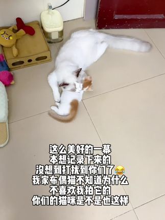 看它们相亲相爱的画面😂 #猫咪饮水神器 #猫咪不喝水怎么办#宠物饮水机 #养猫人#猫咪喝水神器