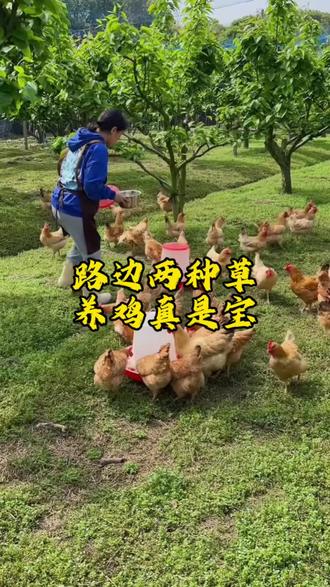 路边两种草,养鸡真是宝#养鸡小妙招 #散养鸡 #散养土鸡蛋