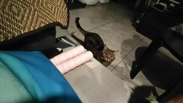 手机里播放猫语“过来玩”后猫咪的反应