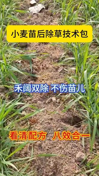 小麦苗后除草技术包,禾阔双除不伤苗儿,看清配方八效合一 #小麦种植 #小麦种植管理技术 #小麦种植大户 #小麦苗后除草剂 #小麦除草剂