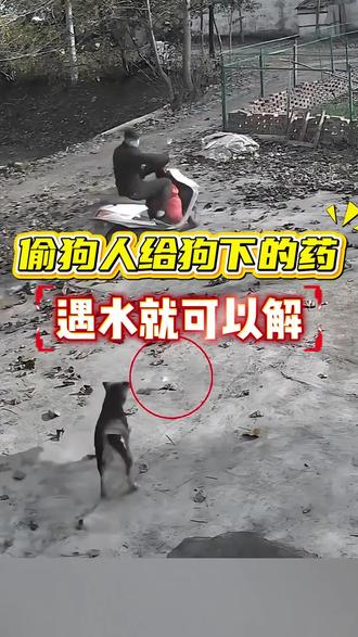 偷狗人给狗下的药,遇水就可以解 #养狗技术分享 #新手养狗 #宠物 #狗狗 #科学养宠攻略
