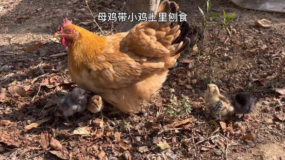 鸡妈妈带小鸡土里刨食。
母鸡带仔专属的暖棚里,有水,有鸡米花,昨天天气好,怕棚里温度太高,对鸡妈妈不利,把门打开,拿网箱围挡,母鸡想方设法带仔溜出来,土里刨食,沙里洗澡。
这是河田鸡六姐,第一次抱窝,孵出10只小鸡,有只纯色帽子鸡半夜掉地上被霍霍了,塞给她6只电子孵蛋器孵化的小鸡,她接纳了,一视同仁。很遗憾有2弱苗陆续走了,还有只张嘴呼吸的也很危险。
有时想下狠心把弱苗抓到隔离室保温喂养,离开鸡妈妈的小鸡会应激,有的能好转,有的走的更快。
想来如果最终要离开,不如让它在妈妈和兄弟姐妹身边多停留一些时间,免于惊恐和痛苦,来世间走一遭,在温暖与慈悲中体验生命过程,才是最好的吧。
两难。
慈不掌兵,义不经商,至情至性之人,似乎两样都占了。
*人生不如意事十之八九,萌宠能解百千愁。
#悠然日记 #悠然萌宠#观赏鸡 #萌宠出道计划#养小动物就是重新养一次儿时的自己