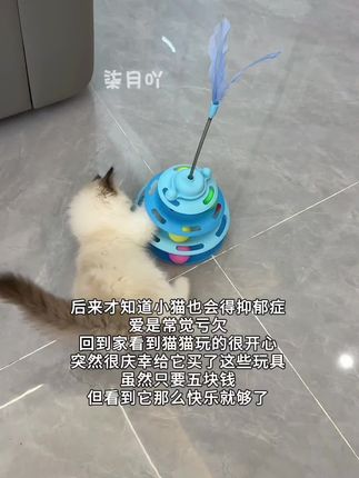 五块钱,换我小猫开心一整天#宠物  #萌宠 #宠物玩具 #逗猫神器 #毛孩子的日常