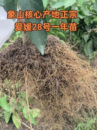 象山核心产地,正宗爱媛28号一年苗!#诚信苗木人 #三农