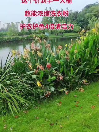 超能浓缩天 然皂粉#4倍洁净力洗衣粉#超能洗衣粉内赠量勺#大桶装去污去渍洗衣粉#家庭实惠装