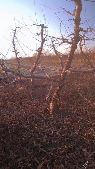 #果树修剪 有是一年拾桃枝