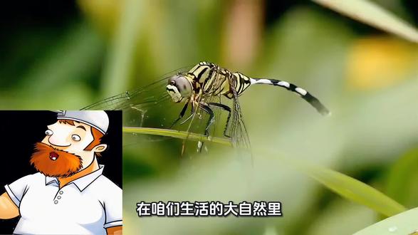 豆娘是蜻蜓吗 #生活小百科 #蜻蜓 #豆娘