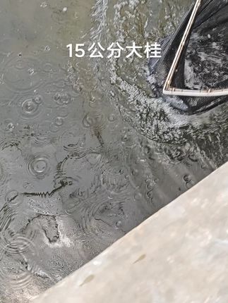 15公分大桂 一年3到5斤