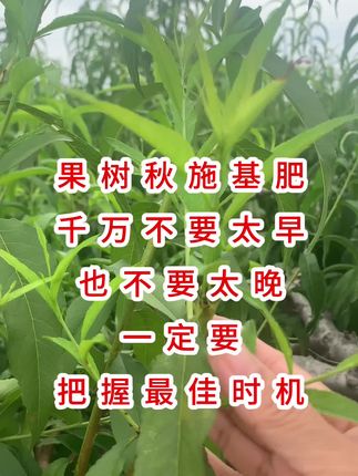 #秋施基肥#硼肥#硼肥的作用及功能 #果树施肥 #果树种植 @DOU+小助手