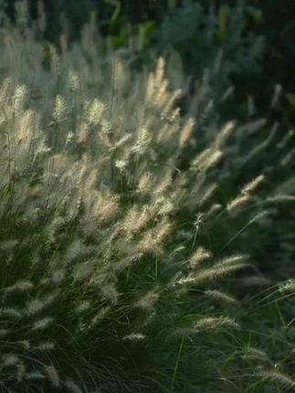 从相册里随便挑一个视频,来配这个 BGM ,适配度挺高