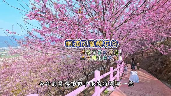 今年的樱花季🌸更早更美!#赏樱 #桐浦凤凰樱花谷 #瑞安 #春天不能错过的治愈美景