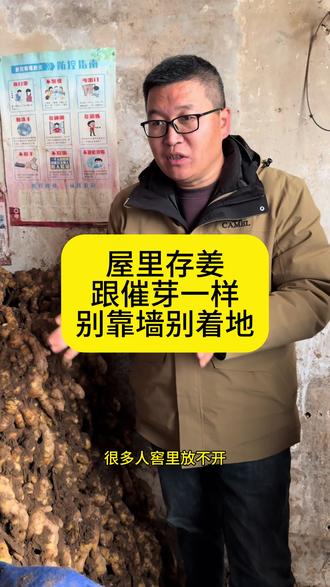 #热门 #生姜种植 #大姜种植 屋里存姜与催芽一样,别靠墙,别沾地,墙和地是凉的,就算有加热设备,也很容易受凉,这一屋姜里边温度只有10度多,全部受凉。地里没事,存储出问题,可惜了!