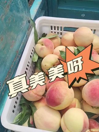 #新鲜应季水果 #新鲜出炉 #新农人计划2022 #新鲜食材让您吃得放心 #新鲜采摘