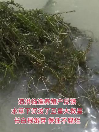 #水产养殖 #伊乐草发黄发黑