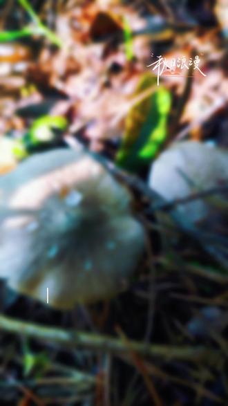 11月22日,主打的是灰灰菌!