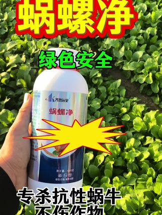 蜗螺净 蜗螺克星 绿色安全 专杀抗性蜗牛 只杀蜗牛 不伤蔬菜 渗透力强 作用快速 持效期长 #病虫害防治 #蜗螺净 #蜗螺 #蜗牛防治 #蜗螺防治 @DOU+上热门 @DOU+小助手