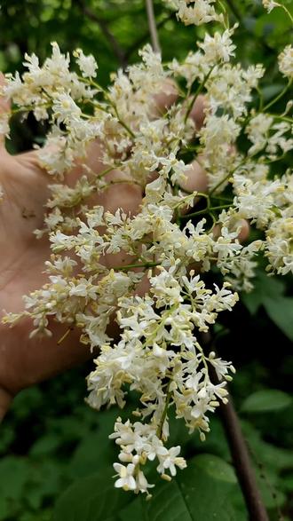 暴马丁香花 暴马丁香树,本地俗称暴马子。它的花可以作为花茶,也是东北地区少数的几种茶之一。 #三农 #暴马丁香树 #暴马丁香花 #暴马子#南楼山