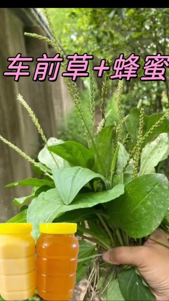 车前草+蜂蜜#每天学习一点点 #学会快去试试吧🔥 #车前草