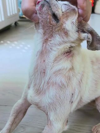 (毅和——解决猫狗重度皮肤问题)#毅和宠物皮肤喷剂解决重度宠物皮肤问题#重度宠物问题的宠物家长欢迎来试试#犬猫通用皮肤喷剂养宠必备#自用好物分享 🔥🔥🔥