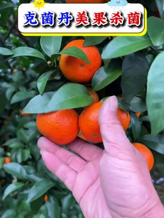 高含量克菌丹。#病虫害防治 #来抖音学农技 #柑橘管理技术 #柑橘种植技术