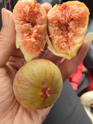 无花果 九十成熟 蜜汁饱满 看着都流口水吧#无花果