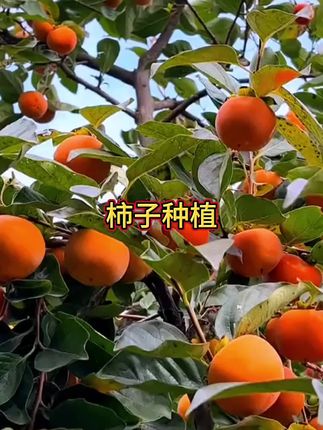 #柿子种植 #三农#农业种植#园艺种植 #果树苗