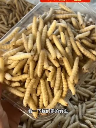 云南竹虫竹蛹竹笋虫新鲜速冻竹节虫油炸香酥美味下酒菜】#鲜活竹虫#云南新鲜竹虫柴虫#下酒菜